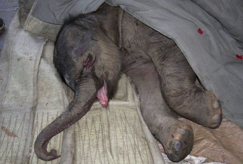 Новорожденный слонёнок проплакал пять часов