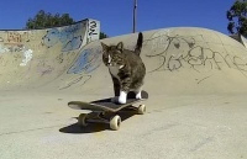 Кошка-скейтбордистка представила поклонникам новые трюки (видео)