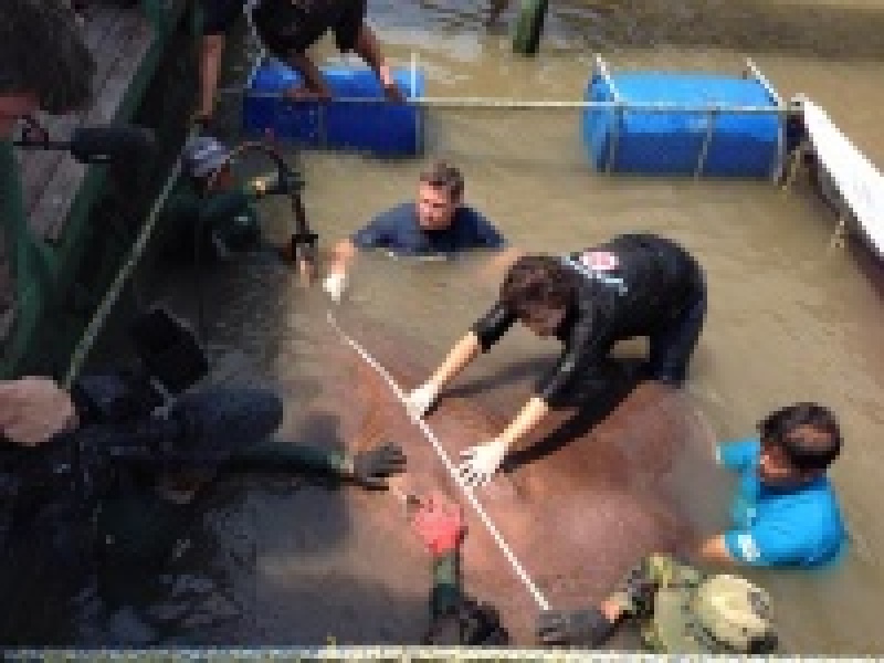 В Таиланде поймали, возможно, самую большую пресноводную рыбу в мире